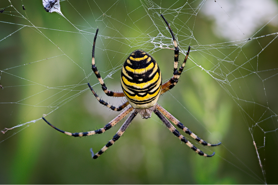 How to Keep Spiders Off Outdoor Furniture