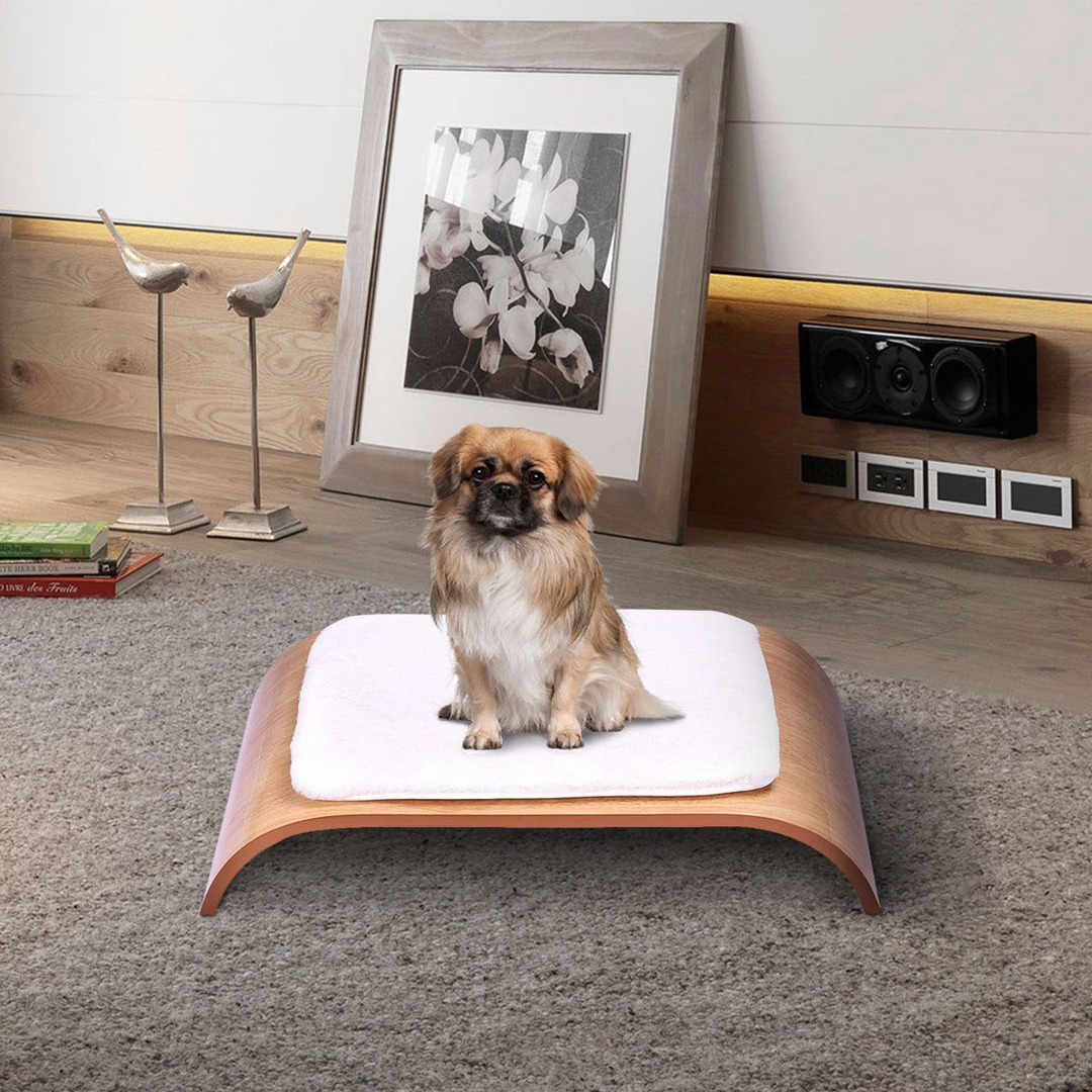 How to Make Your New Dog Comfortable in Your Home?