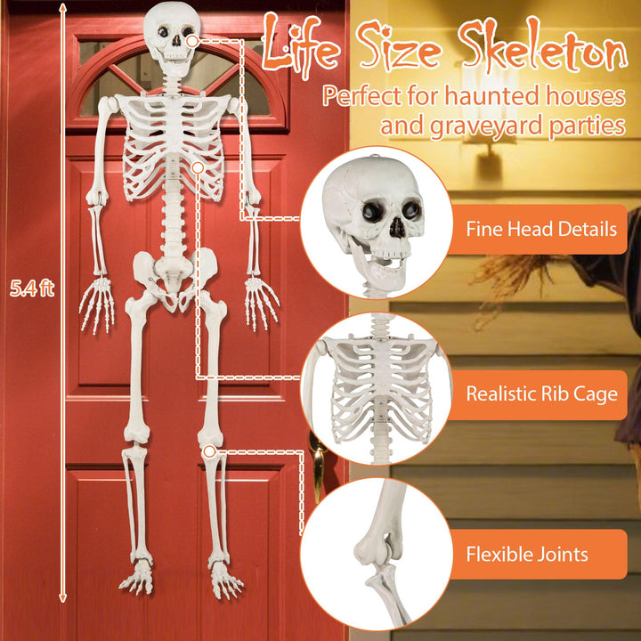 Giantex 5.4 FT Halloween Life Size Skeleton Realistic Full Body Plastic Skeleton with Movable Joints
