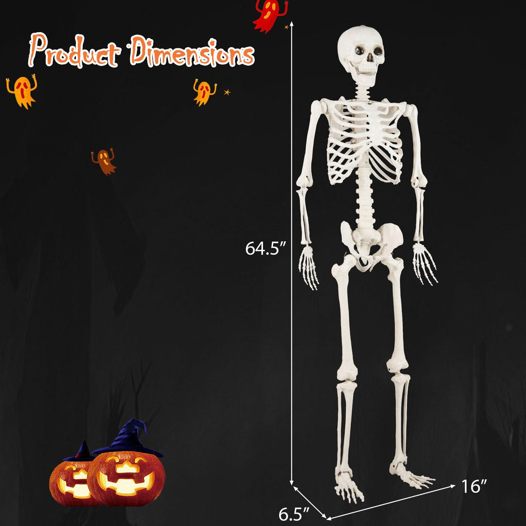 Giantex 5.4 FT Halloween Life Size Skeleton Realistic Full Body Plastic Skeleton with Movable Joints