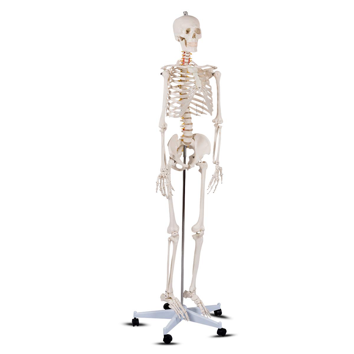 Life Size 70.8" Human Anatomical Anatomy Skeleton Medical Model  Stand - Giantex