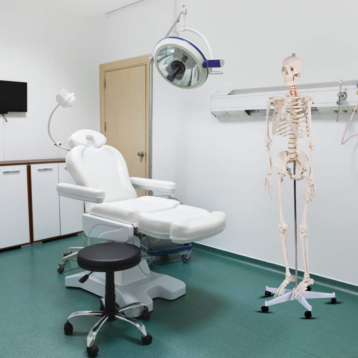 Giantex 70.8" Life Size Skeleton Model, with Roller Stand, 2 Casters with Brake, Removable Parts, Anatomical Poster and Dust Cover