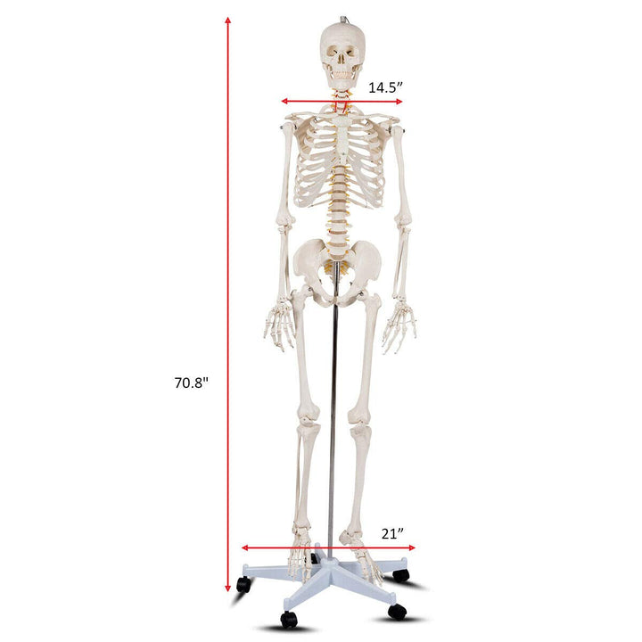 Giantex 70.8" Life Size Skeleton Model, with Roller Stand, 2 Casters with Brake, Removable Parts, Anatomical Poster and Dust Cover