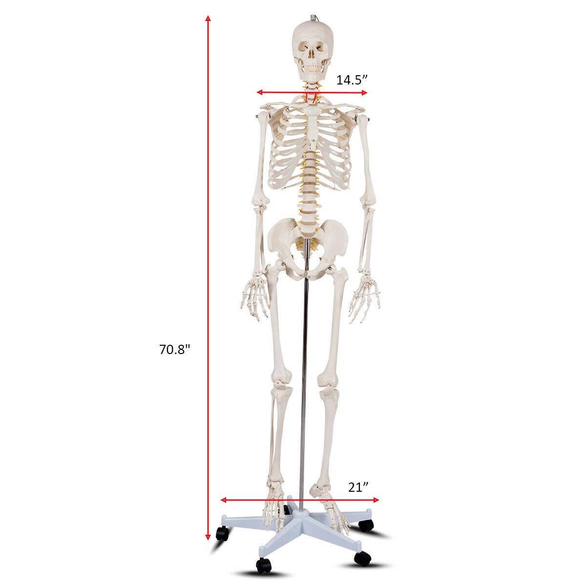 Life Size 70.8" Human Anatomical Anatomy Skeleton Medical Model  Stand - Giantex