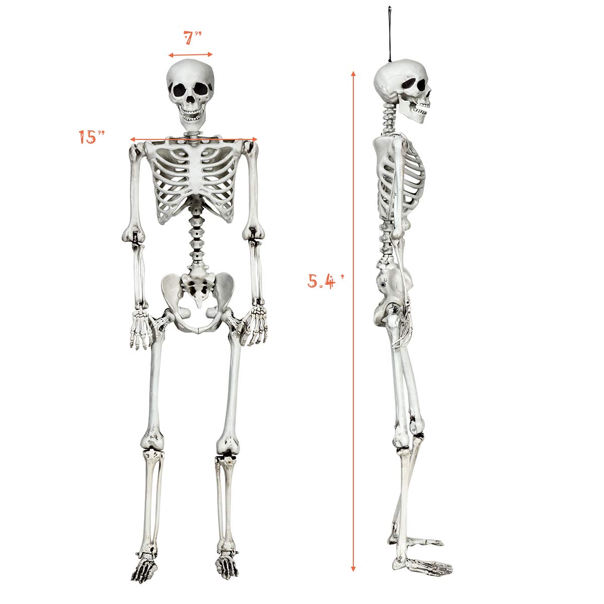 5.4 Ft Halloween Skeleton, Life Size Realistic Human Bones