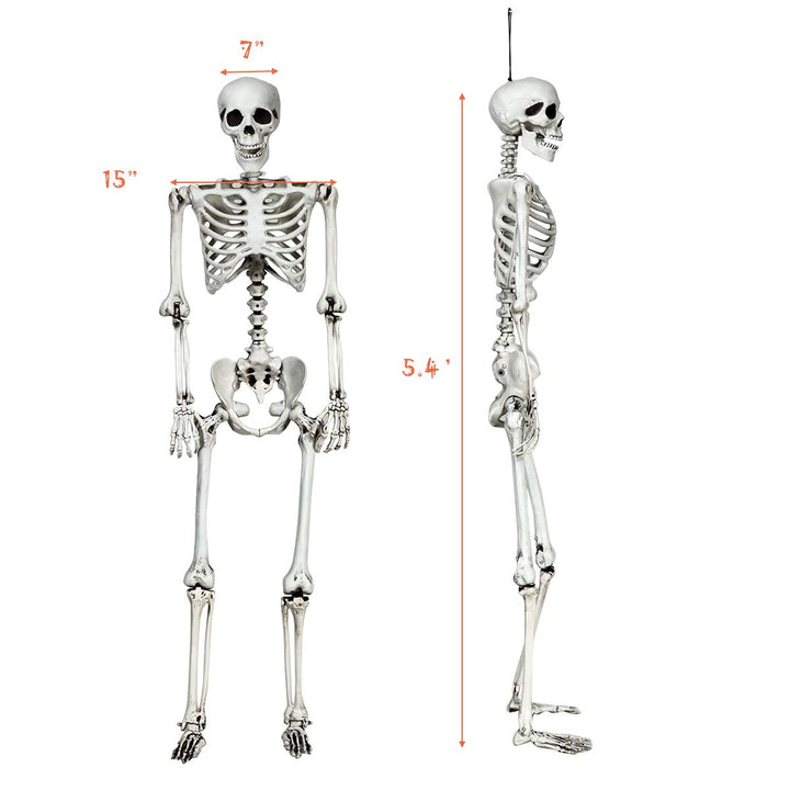 5.4 Ft Halloween Skeleton, Life Size Realistic Human Bones