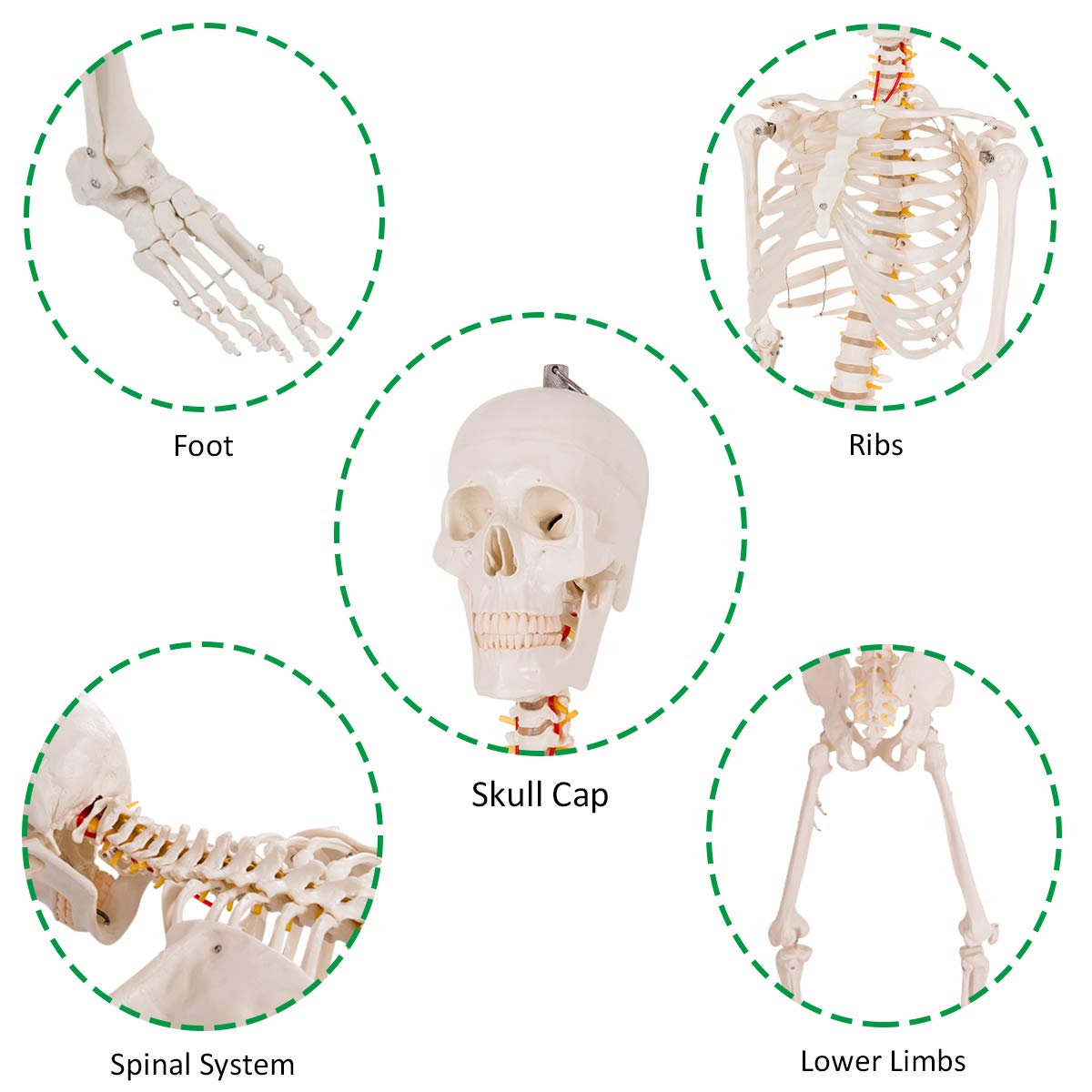 Life Size 70.8" Human Anatomical Anatomy Skeleton Medical Model  Stand - Giantex