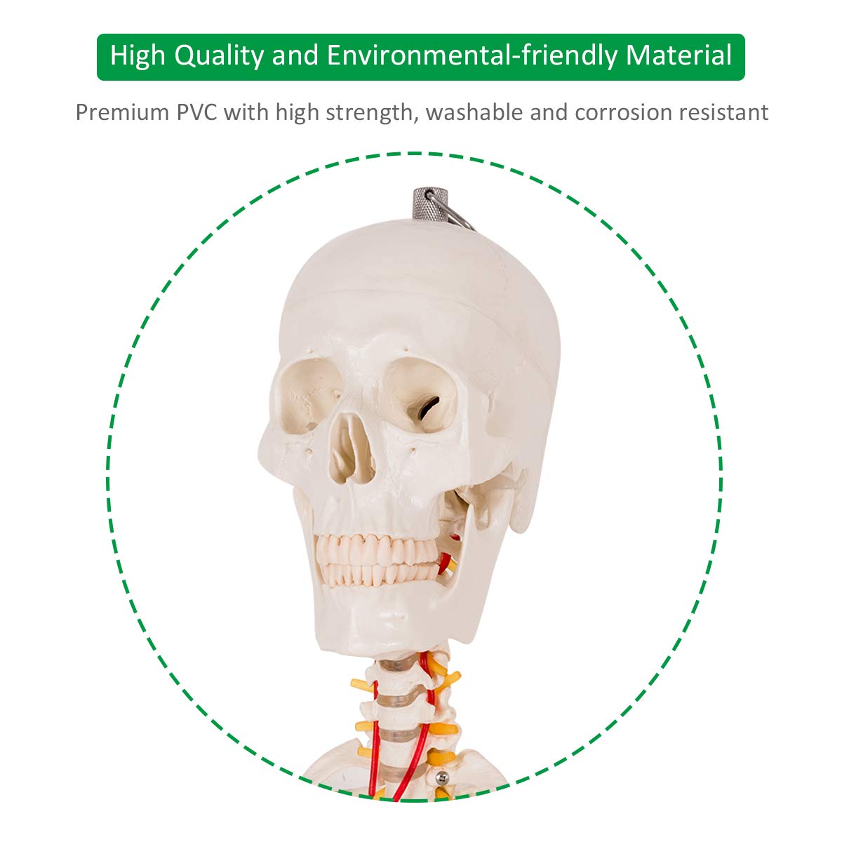 Life Size 70.8" Human Anatomical Anatomy Skeleton Medical Model  Stand - Giantex