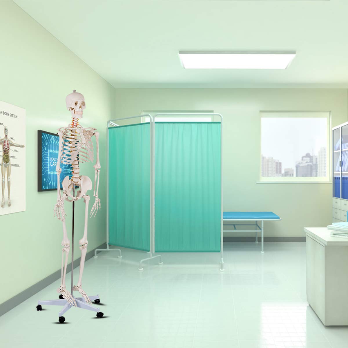 Life Size 70.8" Human Anatomical Anatomy Skeleton Medical Model  Stand - Giantex